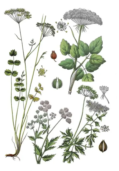 Framed Print : Lesser burnet, common burnet, stone burnet Framed Print : Lesser burnet, common burnet, stone burnet