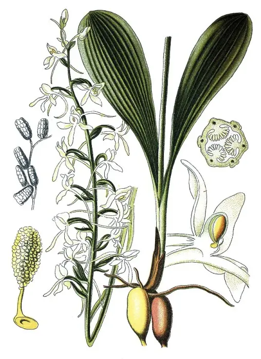 Framed Print : Lesser butterfly-orchid (Platanthera bifolia) Framed Print : Lesser butterfly-orchid (Platanthera bifolia)