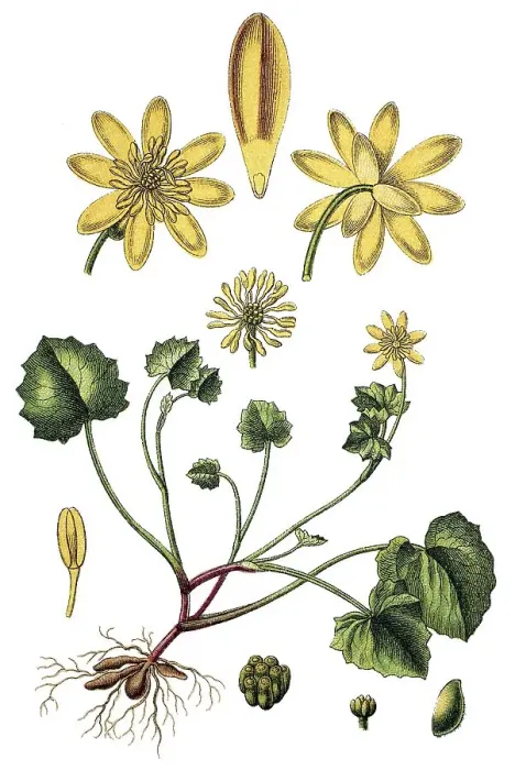 Framed Print : Lesser Celandine (Ficaria verna) Framed Print : Lesser Celandine (Ficaria verna)
