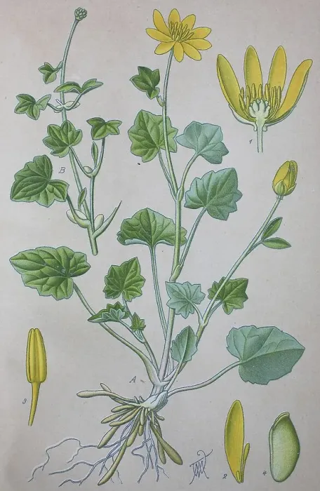 Framed Print : Lesser celandine (Ficaria verna) Framed Print : Lesser celandine (Ficaria verna)