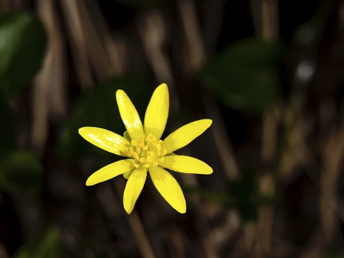 Framed Print : Lesser celandine (ficaria verna)