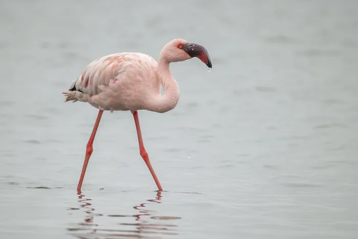 Framed Print : Lesser flamingo, Phoeniconaias minor
