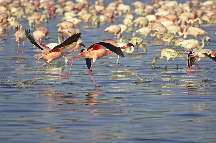 Framed Print : LESSER FLAMINGO (phoenicopterus minor) Framed Print : LESSER FLAMINGO (phoenicopterus minor)