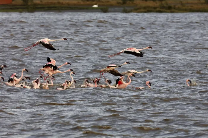 Framed Print : Lesser flamingo, tapi river, Surat