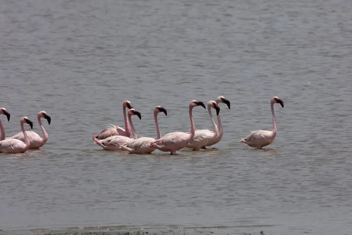 Framed Print : Lesser flamingo, tapi river, Surat Framed Print : Lesser flamingo, tapi river, Surat