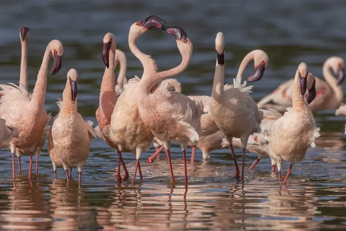 Framed Print : Lesser Flamingos (Phoeniconaias minor)