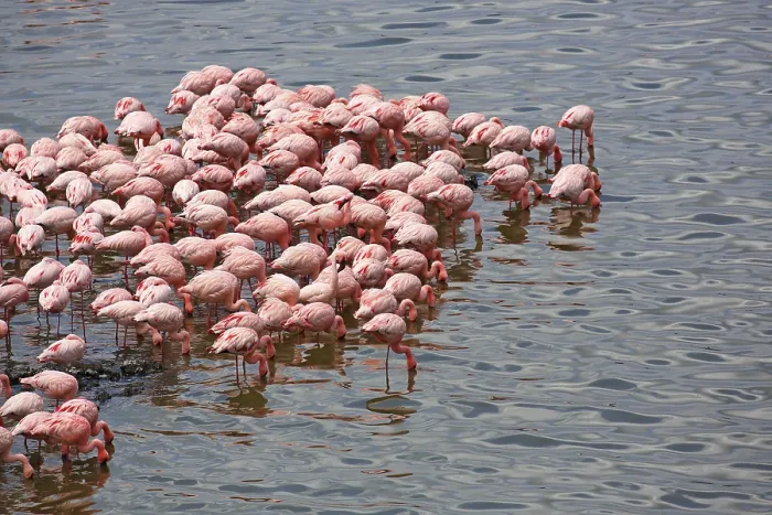 Framed Print : Lesser flamingos (Phoeniconaias minor)
