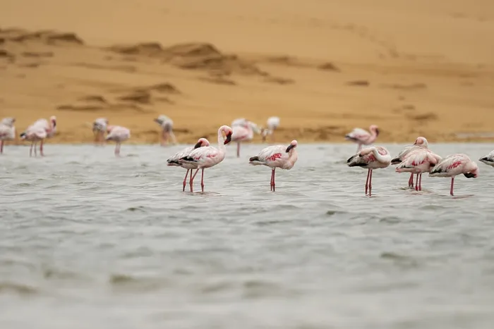 Framed Print : Lesser Flamingos (Phoeniconaias minor) in a lagoon off the Namib Desert