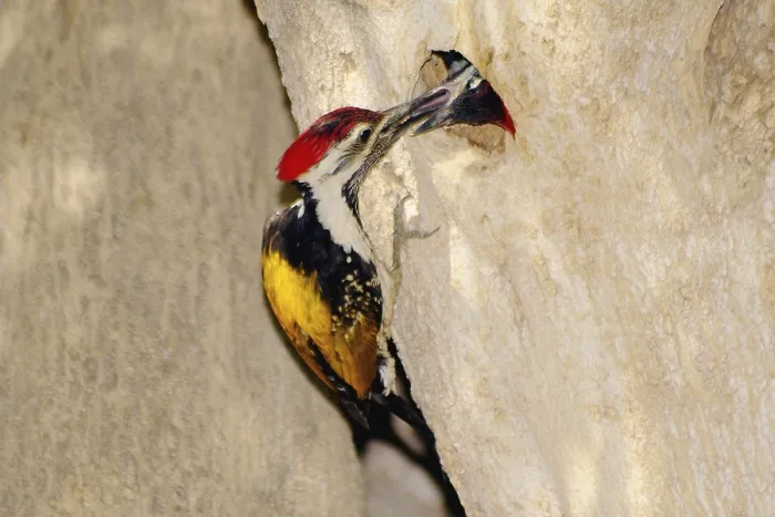 Framed Print : Lesser golden backed woodpecker dinopium benghalense