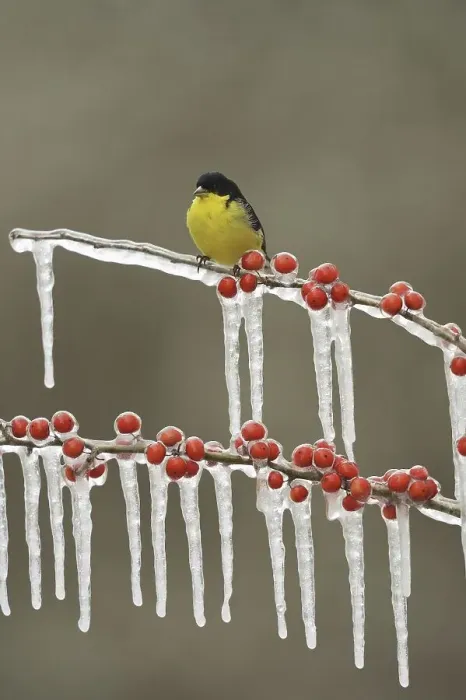 Framed Print : Lesser Goldfinch (Carduelis psaltria)
