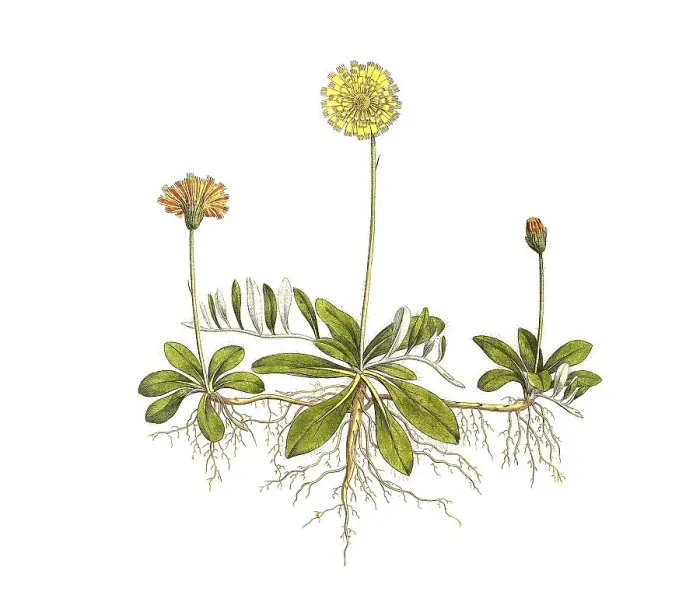 Framed Print : Lesser hawkweed, also mouse-ear hawkweed (Hieracium pilosella) or mouse-ear hawkweed