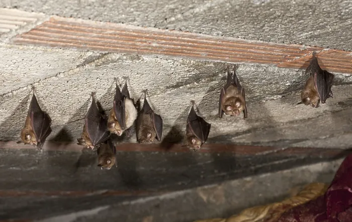 Framed Print : Lesser horseshoe bat (Rhinolophus hipposideros)