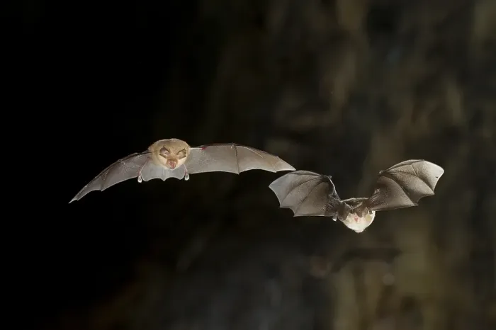 Framed Print : Lesser horseshoe bat (Rhinolophus hipposideros) in and out of the cave entrance