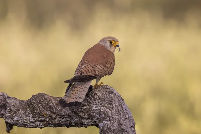 Framed Print : Lesser kestrel (Falco naumanni)