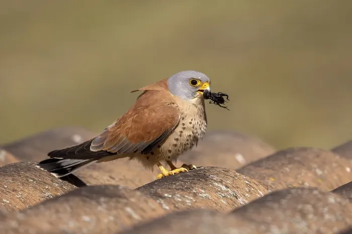 Framed Print : Lesser kestrels (Falco naumanni)