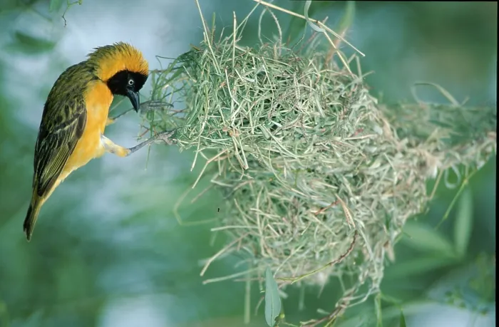 Framed Print : Lesser Masked Weaver, male building nest