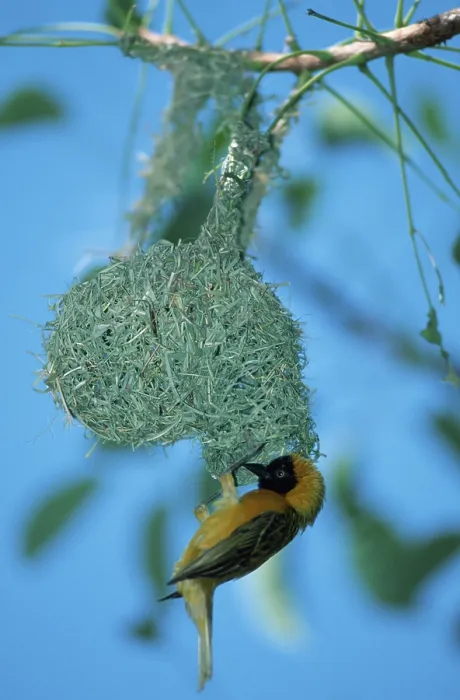 Framed Print : Lesser Masked Weaver (Ploceus intermedius)