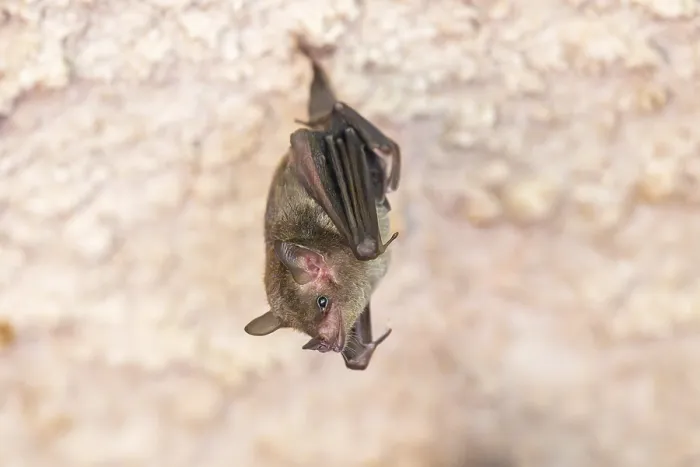 Framed Print : Lesser mouse-eared myotis (Myotis blythii) bat hanging on a wall