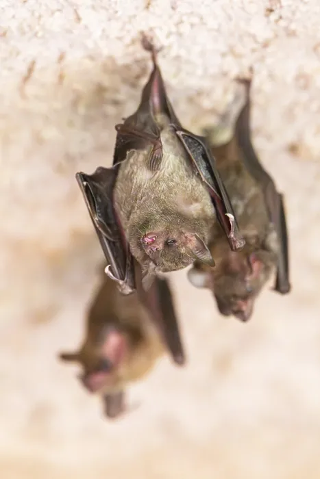 Framed Print : Lesser mouse-eared myotis (Myotis blythii) bats hanging on a wall Framed Print : Lesser mouse-eared myotis (Myotis blythii) bats hanging on a wall