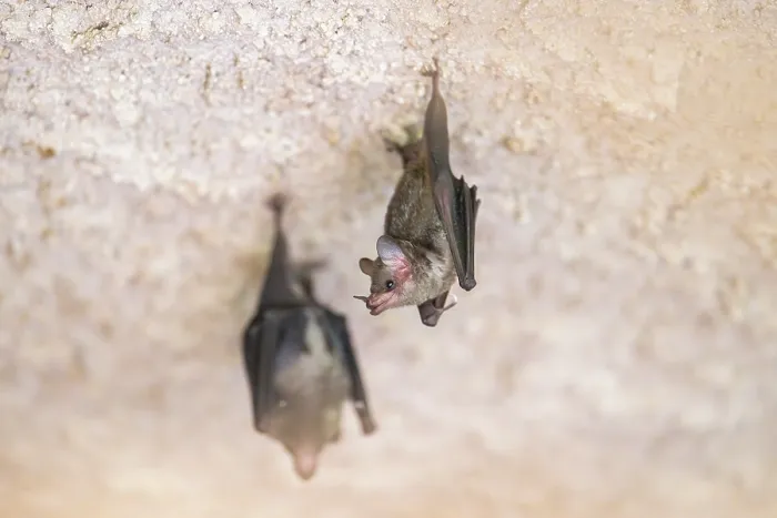 Framed Print : Lesser mouse-eared myotis (Myotis blythii) bats hanging on a wall Framed Print : Lesser mouse-eared myotis (Myotis blythii) bats hanging on a wall