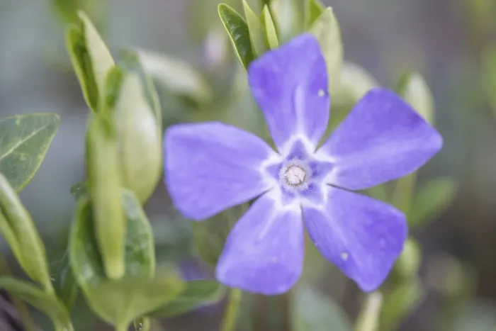 Framed Print : Lesser periwinkle (Vinca minor)