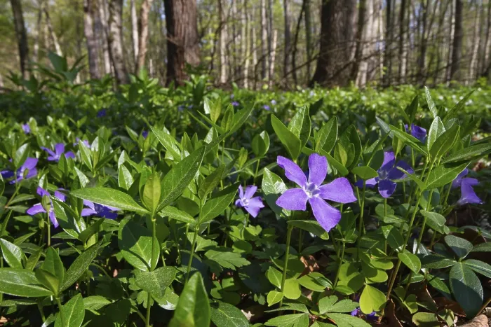 Framed Print : Lesser periwinkle (Vinca minor) Framed Print : Lesser periwinkle (Vinca minor)