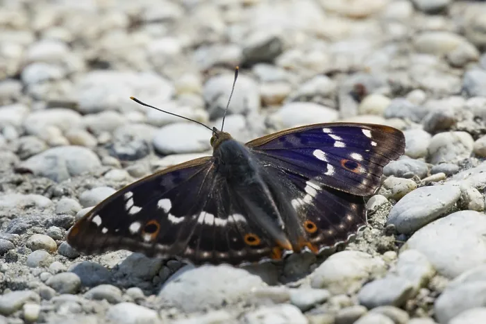 Framed Print : Lesser purple emperor Red emperor butterfly with open wings sitting on gravel from behind