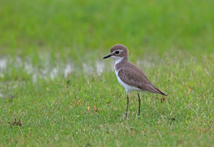 Framed Print : Lesser Sand Plover (Charadrius mongolus) adult