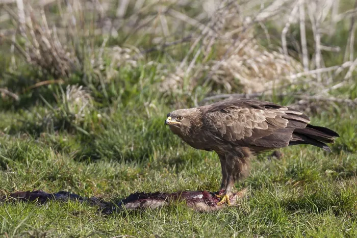 Framed Print : Lesser spotted eagle, Aquila pomarina Framed Print : Lesser spotted eagle, Aquila pomarina