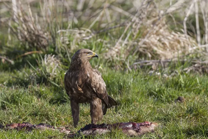 Framed Print : Lesser spotted eagle, Aquila pomarina