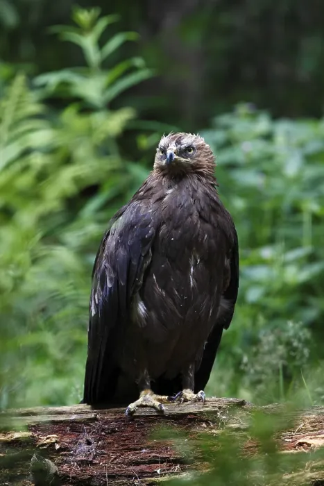 Framed Print : Lesser spotted eagle, Aquila pomarina