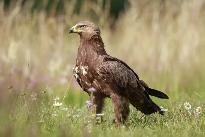 Framed Print : Lesser Spotted Eagle (Clanga pomarina) on grassland Framed Print : Lesser Spotted Eagle (Clanga pomarina) on grassland