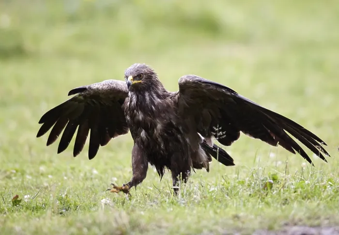Framed Print : Lesser Spotted Eagle (Clanga pomarina) after a rain shower on grassland