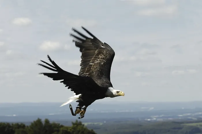Framed Print : Lesser spotted eagle in flight (Heliaetus vocifer)