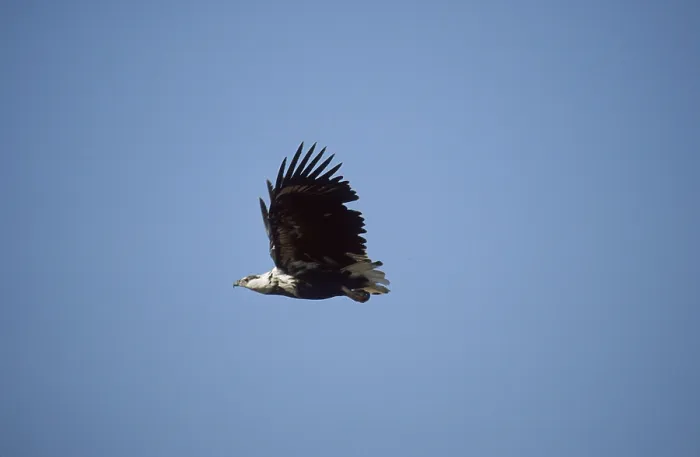 Framed Print : Lesser spotted eagle Imm. (Haliaeetus vocifer) Framed Print : Lesser spotted eagle Imm. (Haliaeetus vocifer)