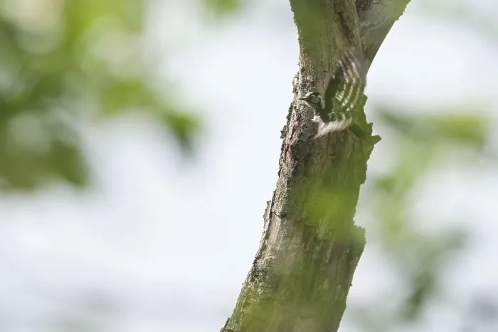 Framed Print : Lesser spotted woodpecker (Dendrocopos minor) Framed Print : Lesser spotted woodpecker (Dendrocopos minor)