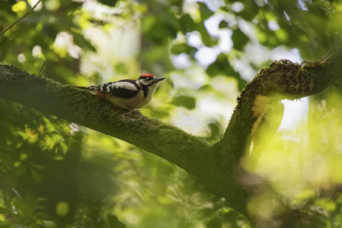 Framed Print : Lesser spotted woodpecker (Dryobates minor) sitting in a tree Framed Print : Lesser spotted woodpecker (Dryobates minor) sitting in a tree