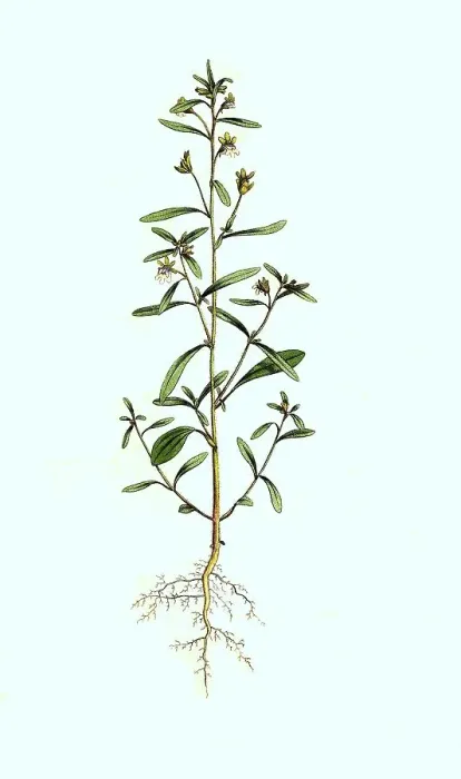Framed Print : Lesser toadflax, Chaenorhinum minus Framed Print : Lesser toadflax, Chaenorhinum minus
