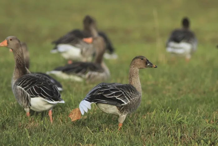 Framed Print : Lesser White-fronted Goose, False-coloured Hand-winged Goose Tundra Lesser White-fronted Goose (anser fabalis rossicus) Framed Print : Lesser White-fronted Goose, False-coloured Hand-winged Goose Tundra Lesser White-fronted Goose (anser fabalis rossicus)