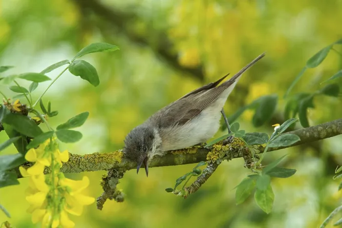 Framed Print : Lesser whitethroat with open beak sitting on branch in front of yellow flowers