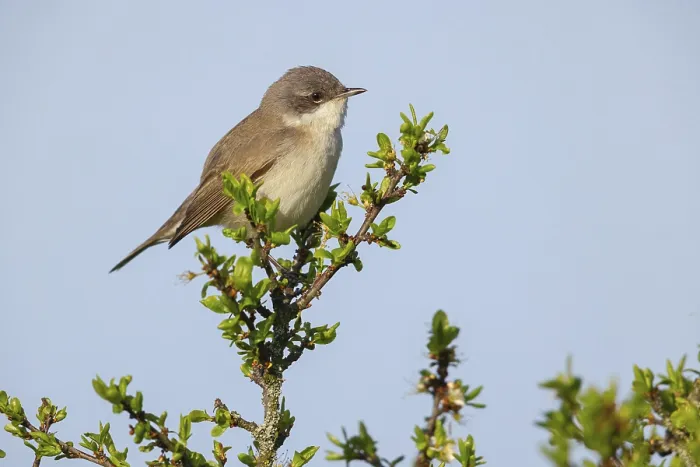 Framed Print : Lesser whitethroat (Sylvia curruca)
