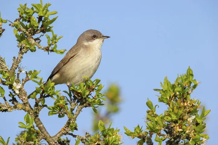 Framed Print : Lesser whitethroat (Sylvia curruca) Framed Print : Lesser whitethroat (Sylvia curruca)