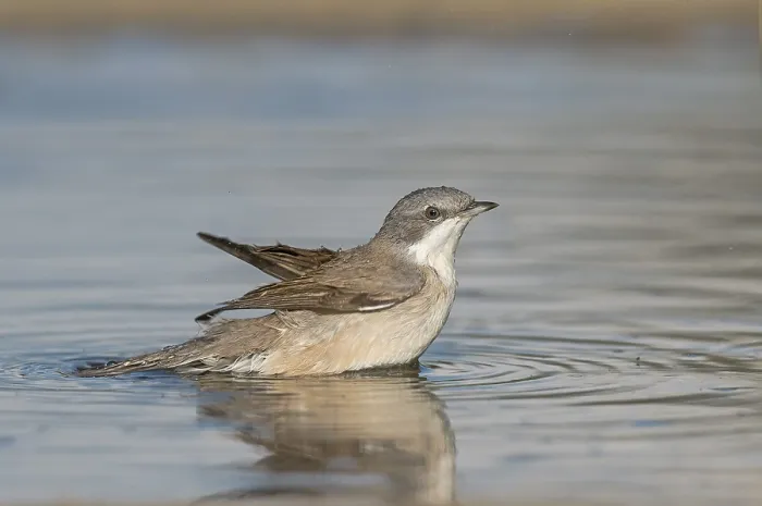 Framed Print : Lesser Whitethroat (Sylvia curruca) at waterhole