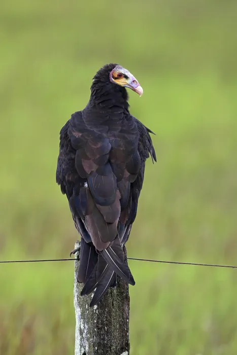 Framed Print : Lesser yellow-headed vulture, Cathartes burrovianus