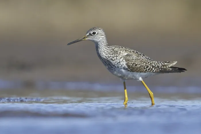 Framed Print : Lesser Yellowlegs (Tringa flavipes)