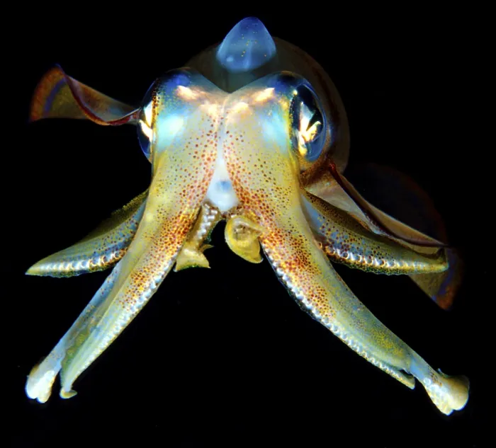 Framed Print : Lesson's Bigfin reef squid (Sepioteuthis lessoniana)