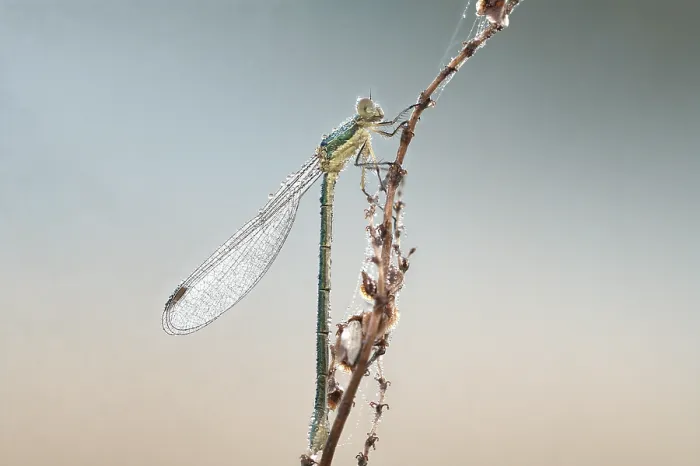 Framed Print : Lestes virens (Lestes virens) Framed Print : Lestes virens (Lestes virens)