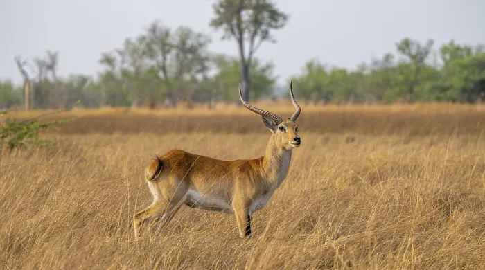 Framed Print : Letschwe or litchi bog antelope (Kobus leche)