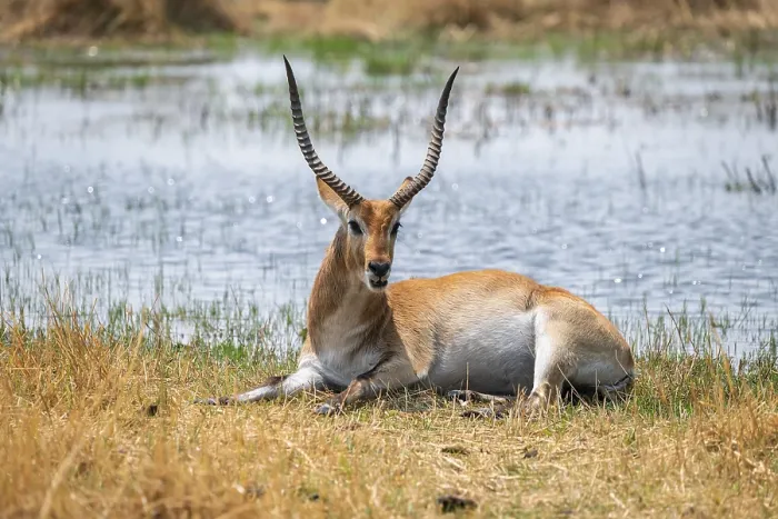 Framed Print : Letschwe or litchi bog antelope (Kobus leche)