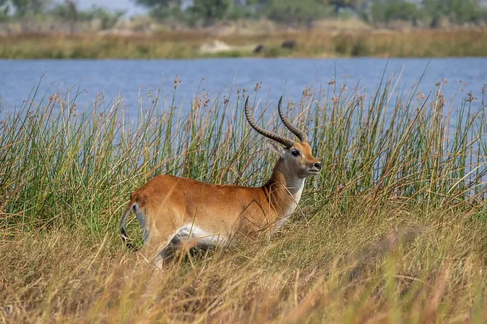 Framed Print : Letschwe or litchi bog antelope (Kobus leche)